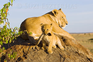 Playful Baby Animals Photo Set (Color)