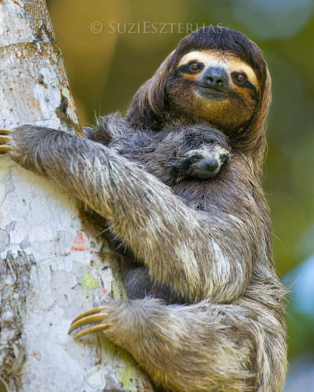 Mom and Baby Sloth Photo