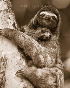 Mom and Baby Sloth Photo