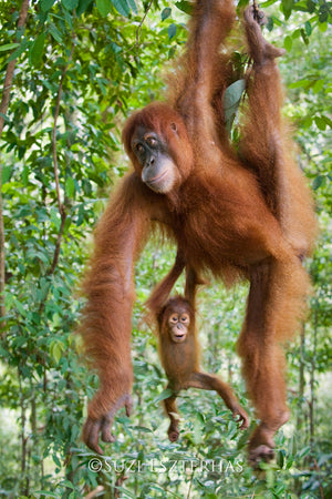 Baby Orangutan and Mom Hanging - color photo