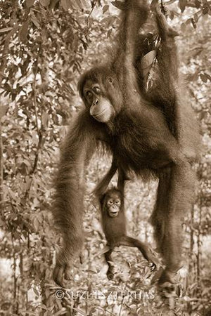 Baby Orangutan and Mom Photo