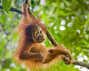 Baby orangutan playing