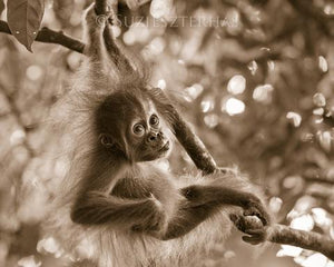 Baby Orangutan Playing Photo