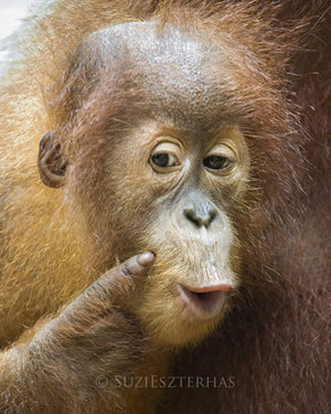 Baby Orangutan Portrait