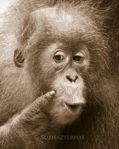Portrait Borneo Orangutan Baby Stock Photo 2349128121