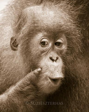 Baby Orangutan Portrait
