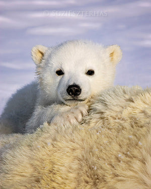 Baby polar bear photo
