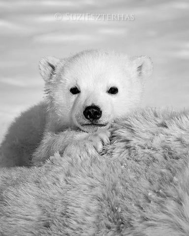 polar bear images black and white