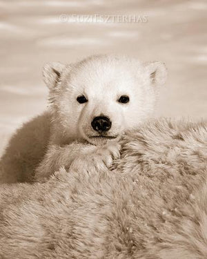 Baby Polar Bear Photo