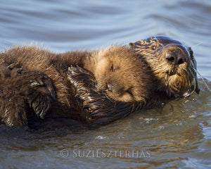 Baby sea otter and mom