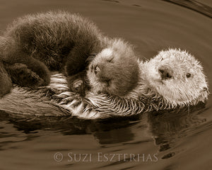 Baby Sea Otter Snuggled on Mom Photo