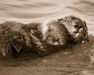 Sea Otter Hugging Baby Photo