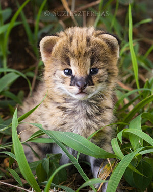 Baby serval