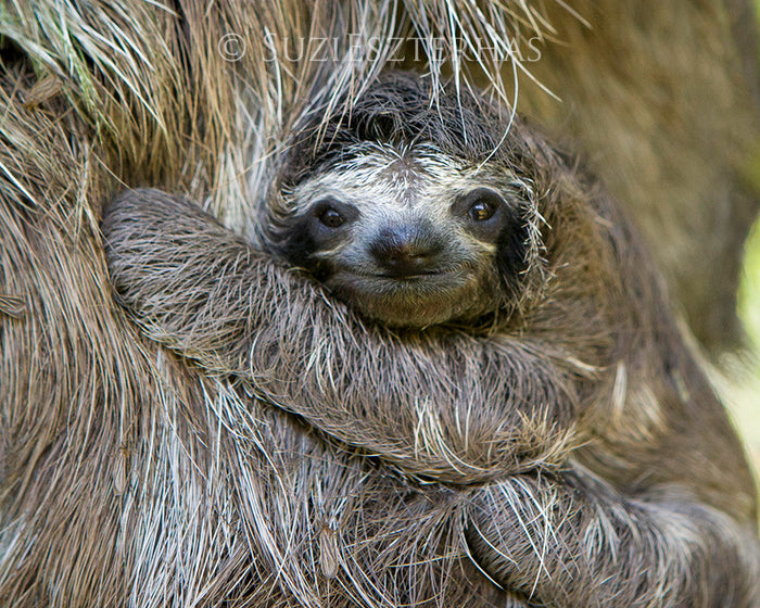 Baby Sloth Photo