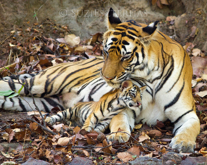 Baby Tiger Snuggling Mom Photo