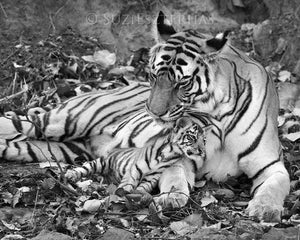 Baby Tiger Snuggling Mom Photo