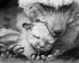 Mom and Baby Fox Photo