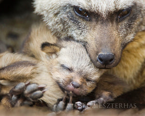 Bat eared fox mom and pup - color photo