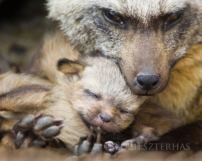 Mom and Baby Fox Photo