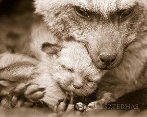 Mom and Baby Fox Photo