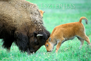 baby bison playing with mom photo