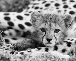 cheetah cub black white