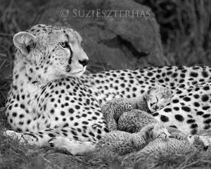 Cheetah Mother and Newborn Cubs Photo