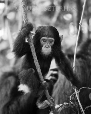 chimpanzee baby black and white