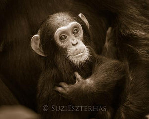 Cuddly Baby Chimpanzee Photo