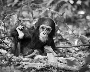 Cute Baby Chimpanzee Photo