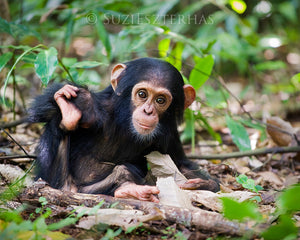 Cute baby chimpanzee - color