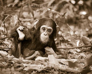 Cute Baby Chimpanzee Photo