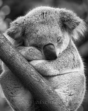 Cute Koala Sleeping Photo
