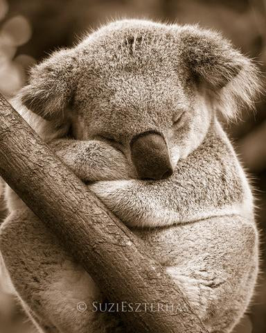 Cute Koala Sleeping Photo – Baby Animal Prints by Suzi