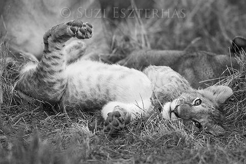 lion cub images black and white
