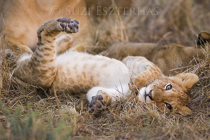 Playful Lion Cub Photo