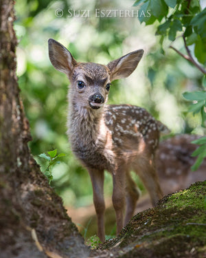 fawn in forest photo 