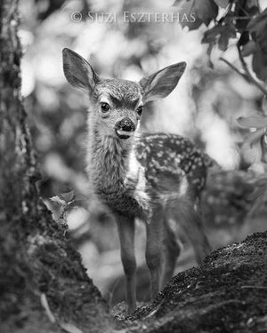 Sweet Fawn Photo