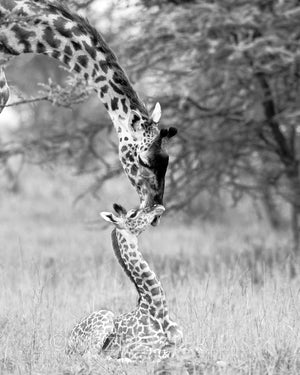 mom and baby giraffe black and white