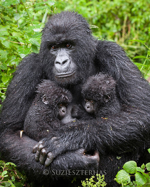 Gorilla and twin babies