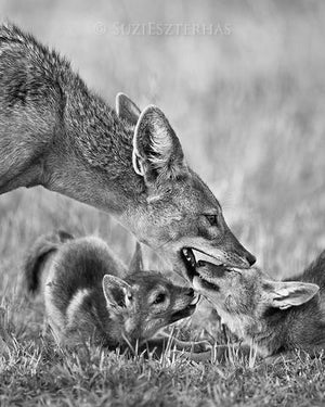 Jackal Dad and Pups Photo