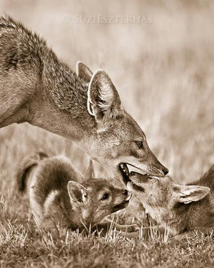 Jackal Dad and Pups Photo