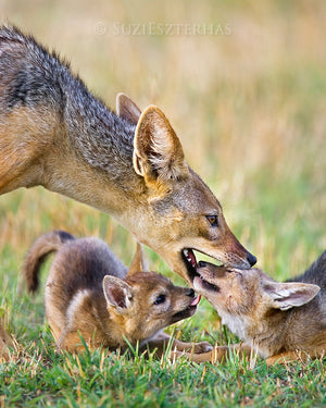 Jackal dad and pups - color photograph