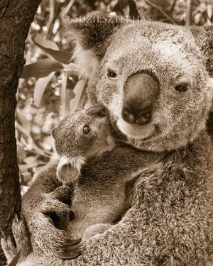 Koala Joey Snuggling Mom Photo