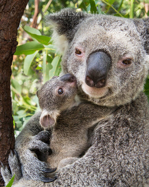 Joey koala kissing mom - color photo