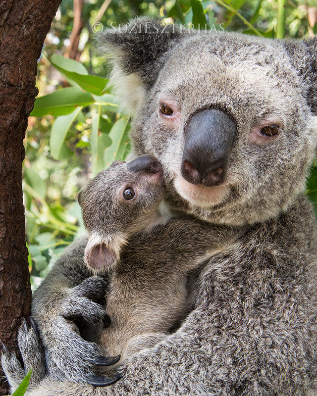 Koala Joey Snuggling Mom Photo
