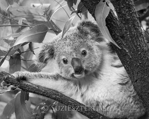 Koala Peek-a-boo Photo