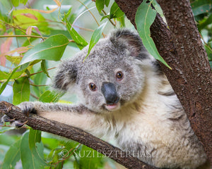 Koala in a tree playing peek a boo