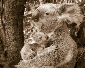 Koala Mom Holding Joey Photo