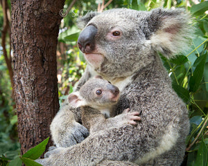 Koala mom holding joey